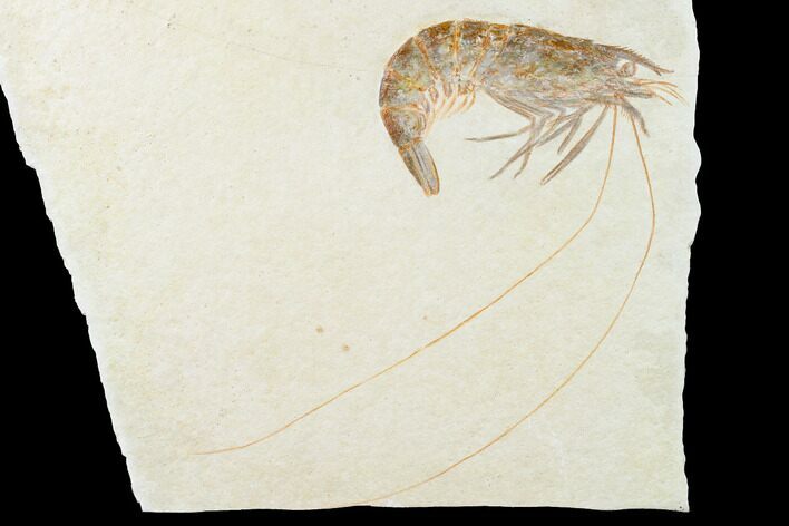 Large, Fossil Shrimp (Aeger) - Solnhofen Limestone #143792